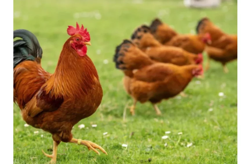 Justice : plainte pour nuisance sonore contre un coq, voici la décision du juge