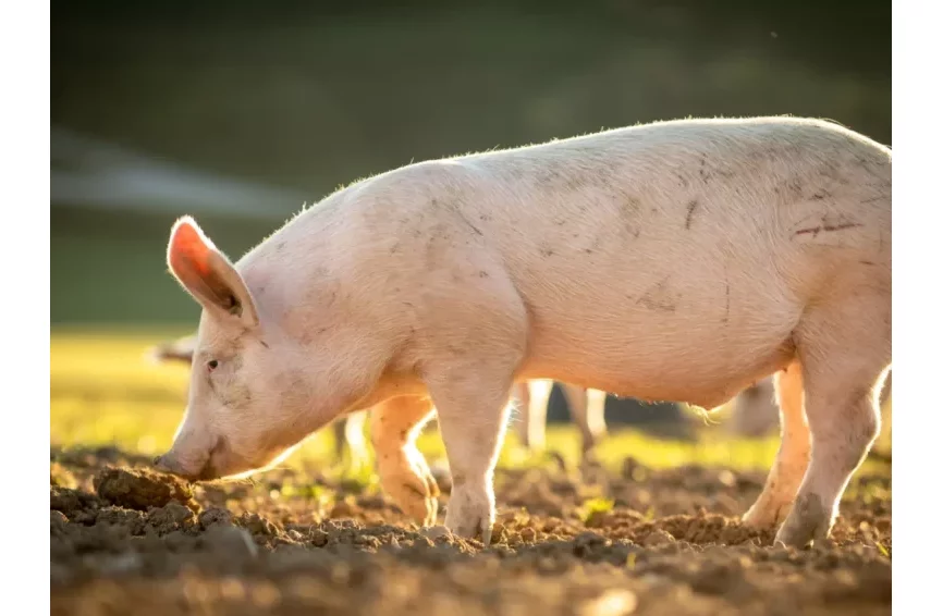 Insolite à Abomey-Calavi : un zemidjan surpris en flagrant délit de vol de la viande de porc à Agassa-Godomey