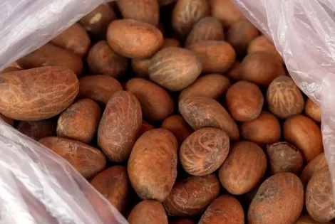 Petit cola : entre vertus traditionnelles et risques d'une consommation excessive