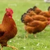 Justice : plainte pour nuisance sonore contre un coq, voici la décision du juge