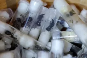 Kenya : un ressortissant chinois arrêté pour trafic de fourmis reines