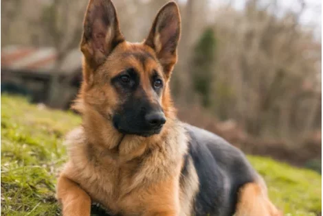 Bénin : après l'élève de la classe de 6è, un cultivateur décède d'une morsure de chien à Toffo