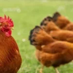 Justice : plainte pour nuisance sonore contre un coq, voici la décision du juge