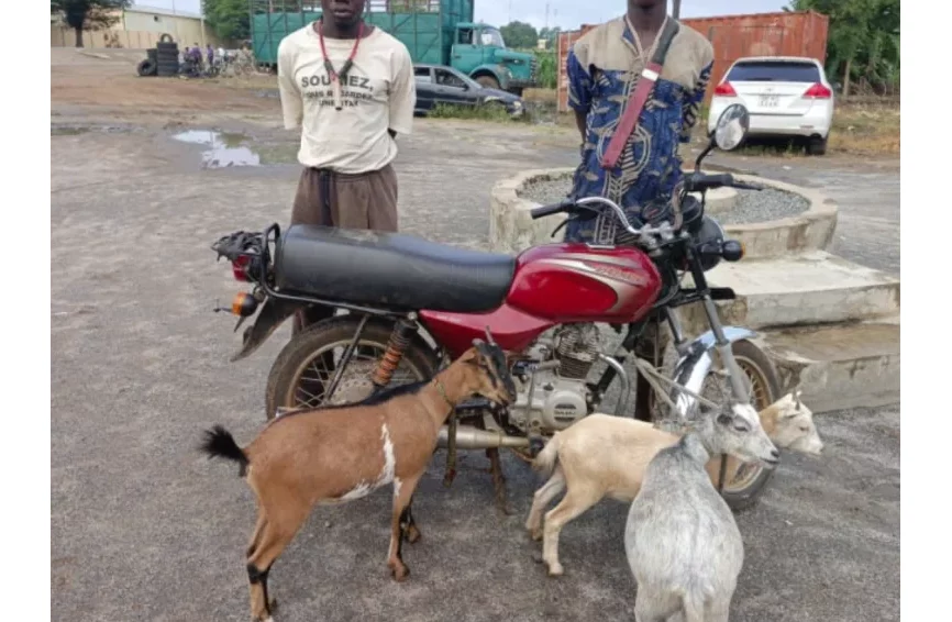 Glazoué : 02 présumés cambrioleurs interpellés, des chèvres et une moto volées, saisies par la police