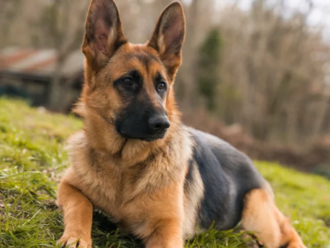 Bénin : après l'élève de la classe de 6è, un cultivateur décède d'une morsure de chien à Toffo