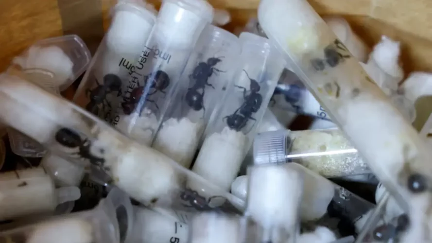 Kenya : un ressortissant chinois arrêté pour trafic de fourmis reines